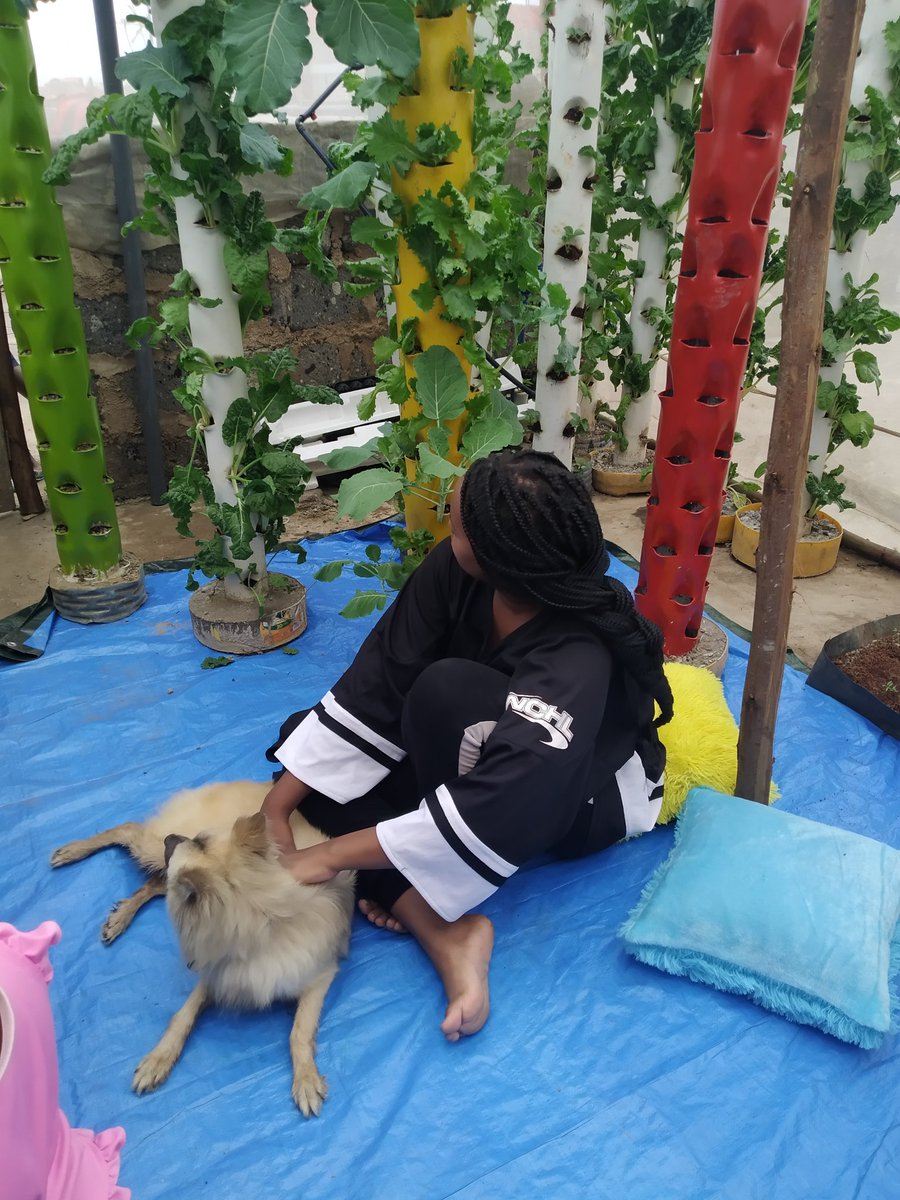 XMAS SALES OFFER FOR TOWER GARDENS
15% discount! 
Our dog 'Ginger' confirms it's indeed a good thing to grow your veggies easily, safely and sustainably.

Join us LIVE on Tiktok at 1-2pm. 
tiktok.com/@ecohydroponic…
WhatsApp:0725 530 619
#GardeningTwitter 
#gardening 
#KOT