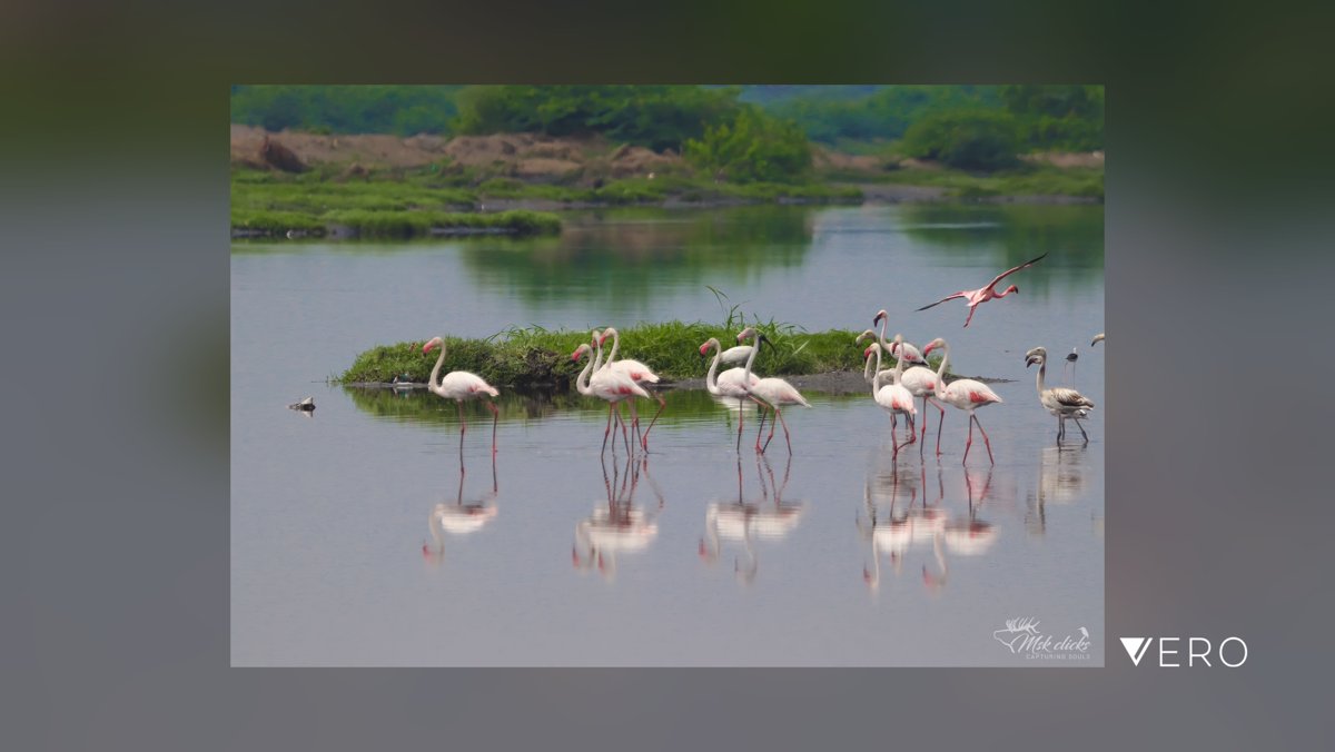 mskclicks's tweet photo. Flamingos 🦩
#Reflection #Bird #Nature #AnimalWildlife #Flamingo #BodyOfWater #GroupOfAnimals #animal_wild #animalgang #beautiful #birds_adored #rawwildlife #rawwildlife #raw_wildlife #rawcommunity #landscape https://t.co/GMW4Xo1PLb https://t.co/jLCxYQrBGT