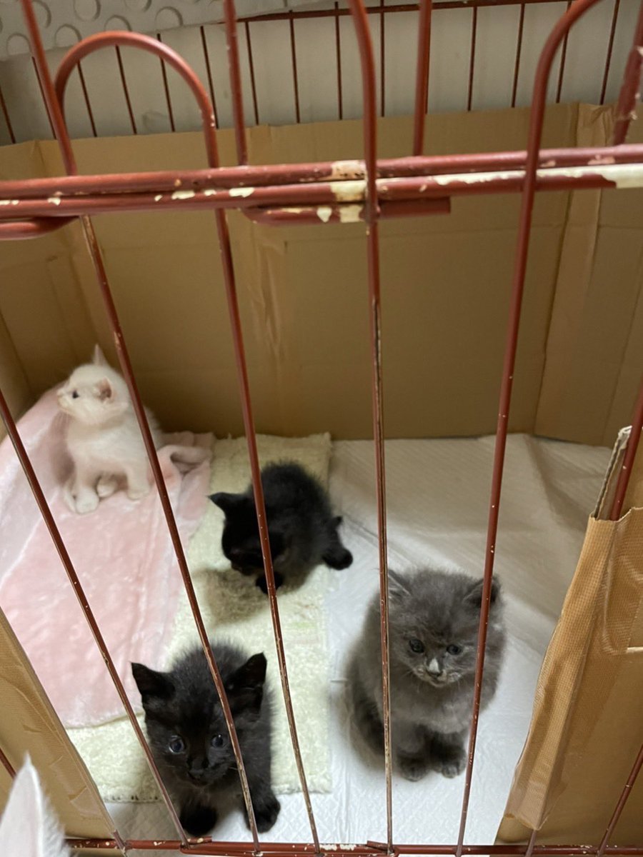 新しい家族が沢山増えました！
(生存報告)