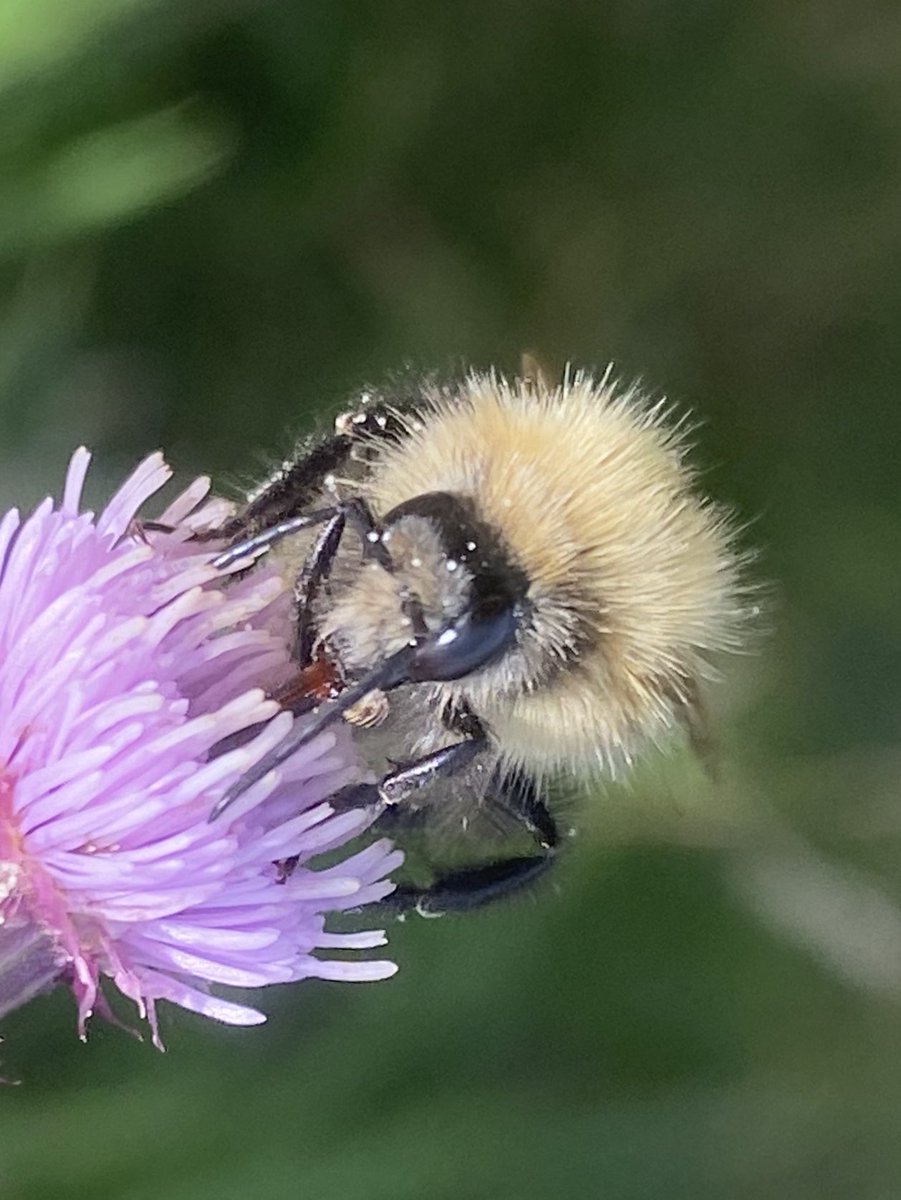 DurhamFocus's tweet photo. @TheTiny_Earth @NikonEurope #justBee #BeeSaturday https://t.co/LpGDiCWzTl