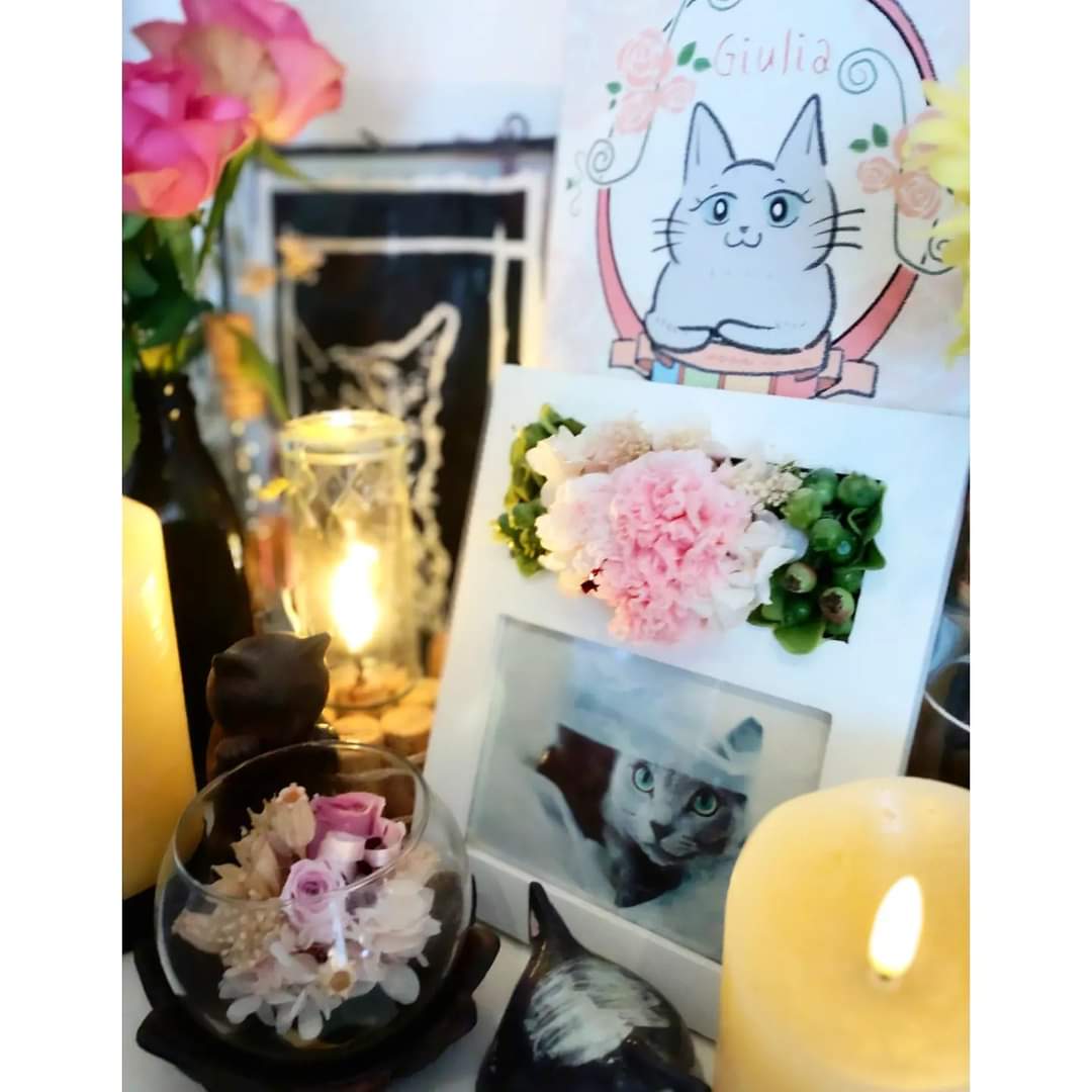 nekoashi_natsu's tweet photo. 『よそ見しないで😺❤️』
#forgiulia😺🌈💖
#ジュリにゃんの命日
#2019年12月17日
#mylove #missyou #photography #nekoashinatsugramRIPGiulia #russianblue #ロシアンブルー #猫 https://t.co/oLvBPVL8Mi