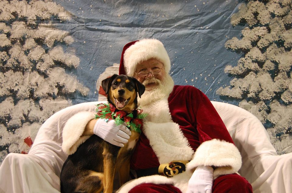 CarrollHumane's tweet photo. It's the last weekend for Santa Paws at CCHS headquarters this year.  Visit us on corner of Tuggle and Maple from 11 to 3 either Sat. Dec. 17 or Sun. Dec. 18. https://t.co/tCVvaABdQh