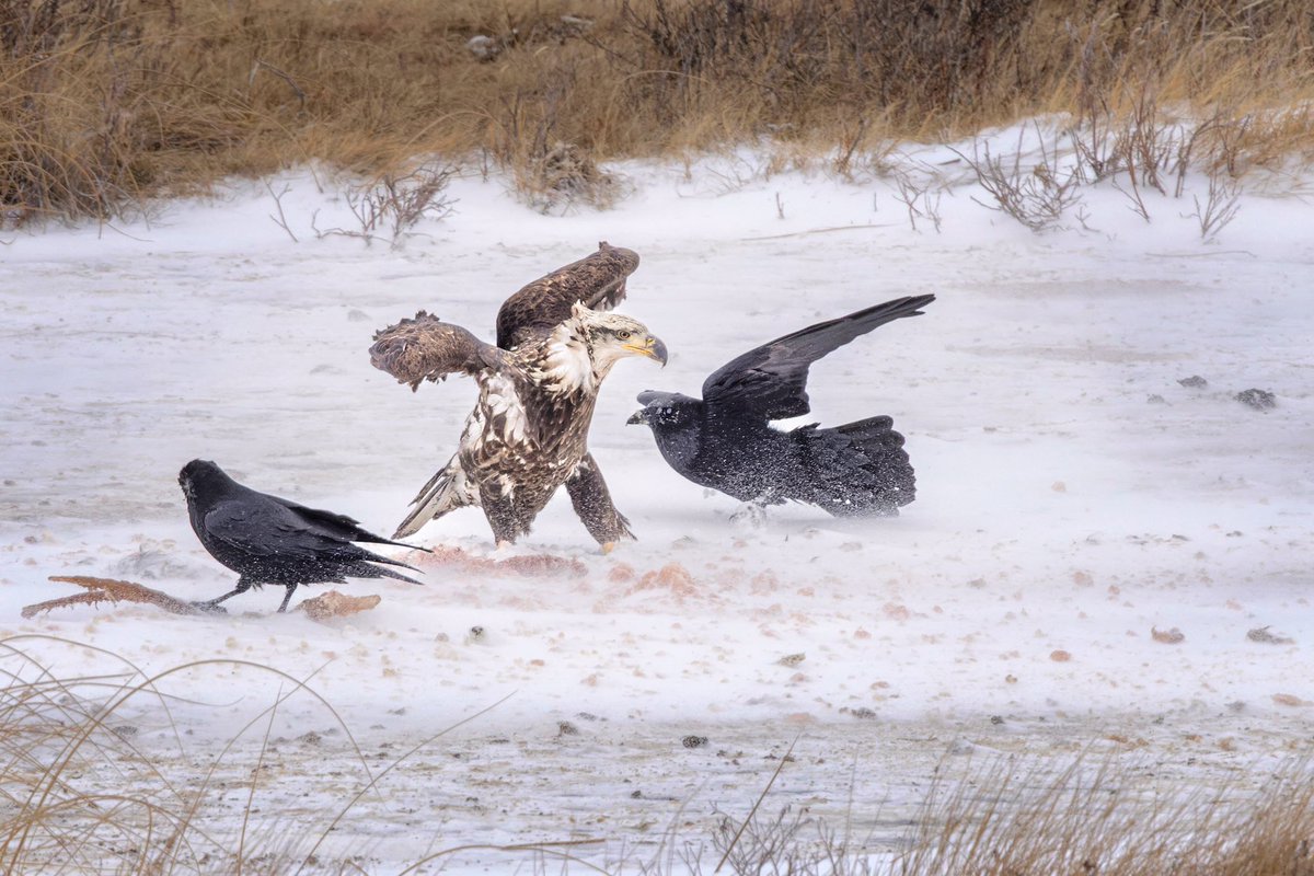 Pecking Order

#photo #photography #photooftheday #photographylovers #beautiful #picoftheday #canon #travel #optoutside #animal #animals #canonfavpic #nature #naturephotography #naturelovers #bird #birds #birding #birdphotography #wildlifephotography #wildlife #yellowstone #eagle