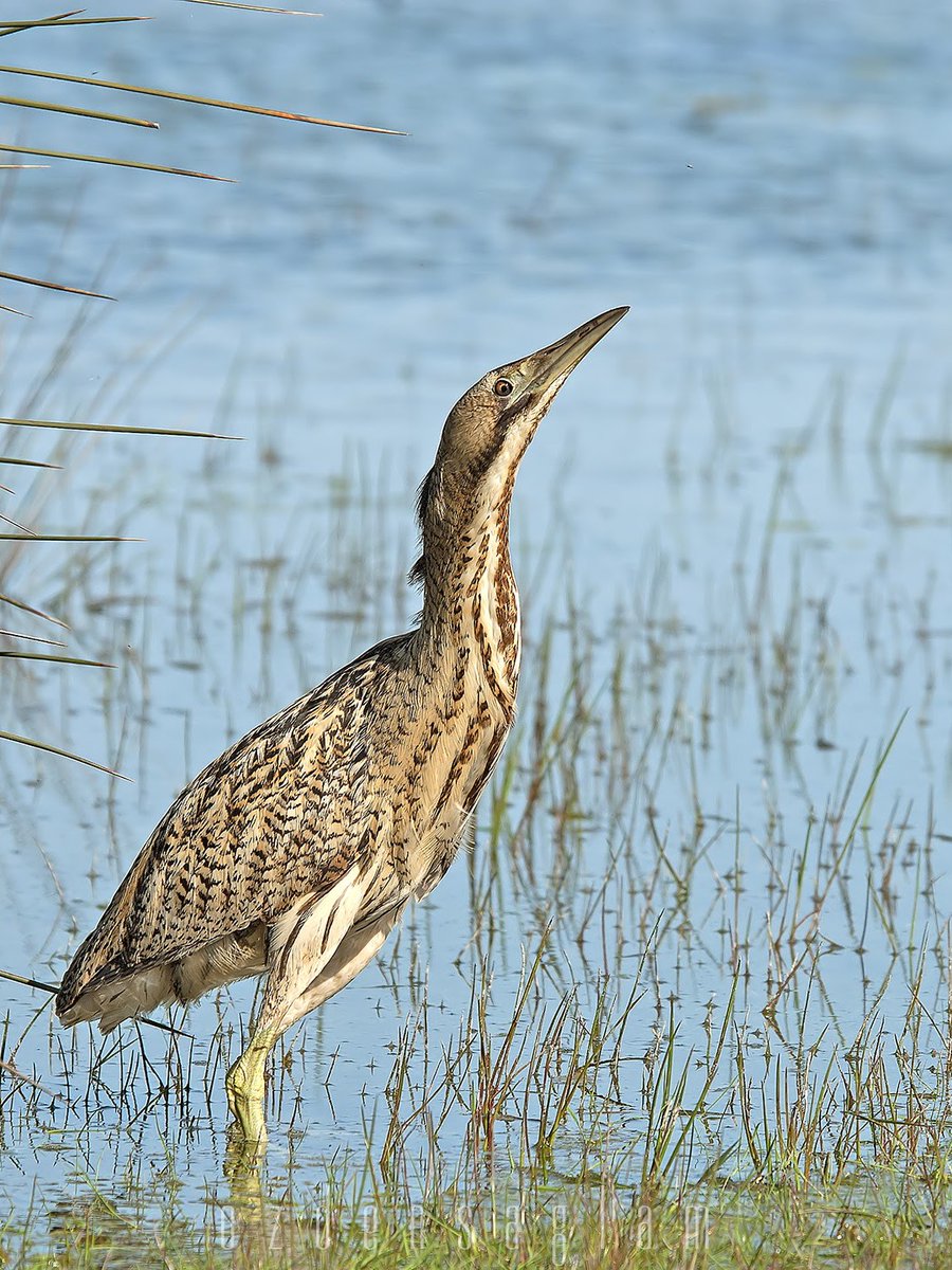 Balaban / Eurasian Bittern
Kızılırmak/Deltası Samsun
#birdphotography #birdwatching #kızılırmakdeltası #balaban #samsun #wetlands