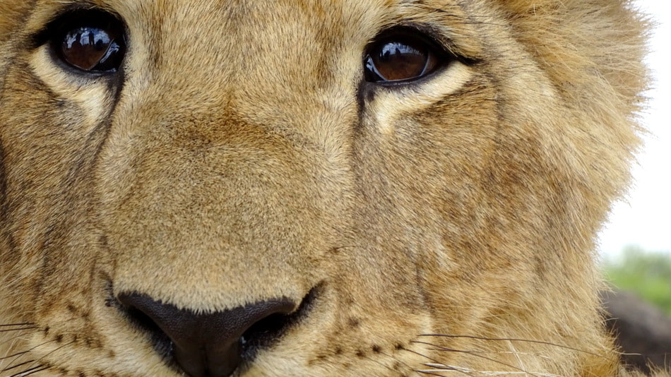 cannedlion.org/blog/how-to-st…