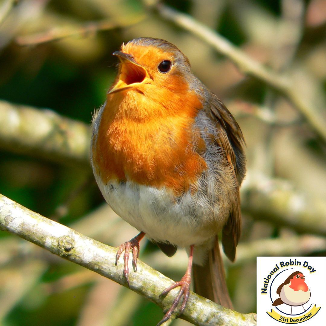 SongBirdSBS's tweet photo. 📻Catch our CEO Sue Morgan on @BBCDerby talking with Donna Alos this morning - Talking about National Robin Day and how to help garden birds through the cold winter months so tune in at 8am!

https://t.co/70XbhupII8

#NationalRobinDay #NRD #RobinRedbreast #Robin #FeedTheBirds https://t.co/N2vS6YaF47