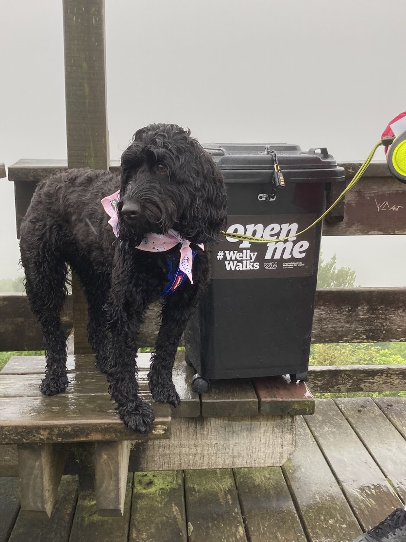 gilljolly67's tweet photo. A bit damp up on Wrights Hill @WgtnCC for #WellyWalks today but Millie was stoked to get a new stylish bandanna courtesy #smackbang store π https://t.co/l5ThOTdEzi