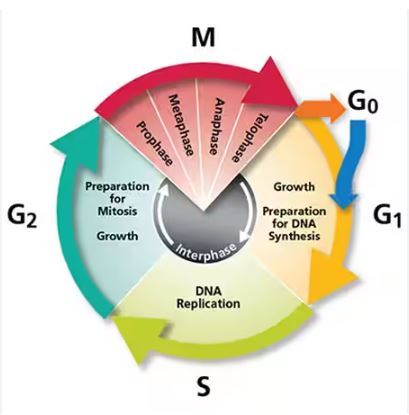 How can a new generation of drugs specifically target the mechanisms that control cell proliferation to arrest #cancer? This week's podcast covers novel inhibitors of the cell cycle in cancer therapy.  <a href="/CyclacelPharma/">Cyclacel</a> <a href="/ColabraHQ/">Colabra</a> #MedTwitter #CancerResearch
colabra.app/podcasts/talki…