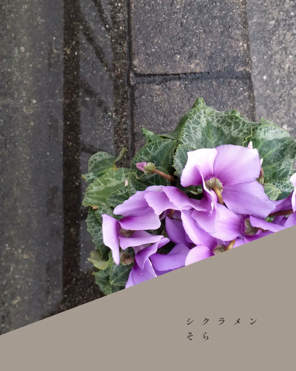vovomame's tweet photo. 曇り空☁

こんにちは

雨雲を通ってきたお日様の光はお花の色を深くしてくれますね😃

雨降ってるから今日は外いきたくないなぁ😅

っていうのはマジ同感です💦
ちょっとだけお庭のお花達覗いてあげてみてくださいましぃ👀

今日はシンビジュームたくさんスタ🙌しました

ゆえ🙇‍♂️ https://t.co/BzcL5Ij0YA