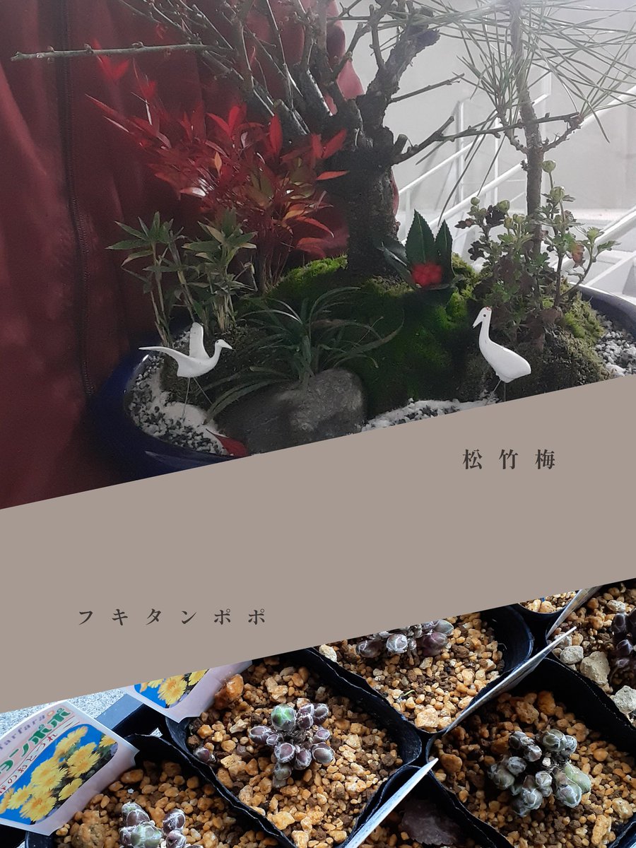 vovomame's tweet photo. 曇り空☁

こんにちは

雨雲を通ってきたお日様の光はお花の色を深くしてくれますね😃

雨降ってるから今日は外いきたくないなぁ😅

っていうのはマジ同感です💦
ちょっとだけお庭のお花達覗いてあげてみてくださいましぃ👀

今日はシンビジュームたくさんスタ🙌しました

ゆえ🙇‍♂️ https://t.co/BzcL5Ij0YA