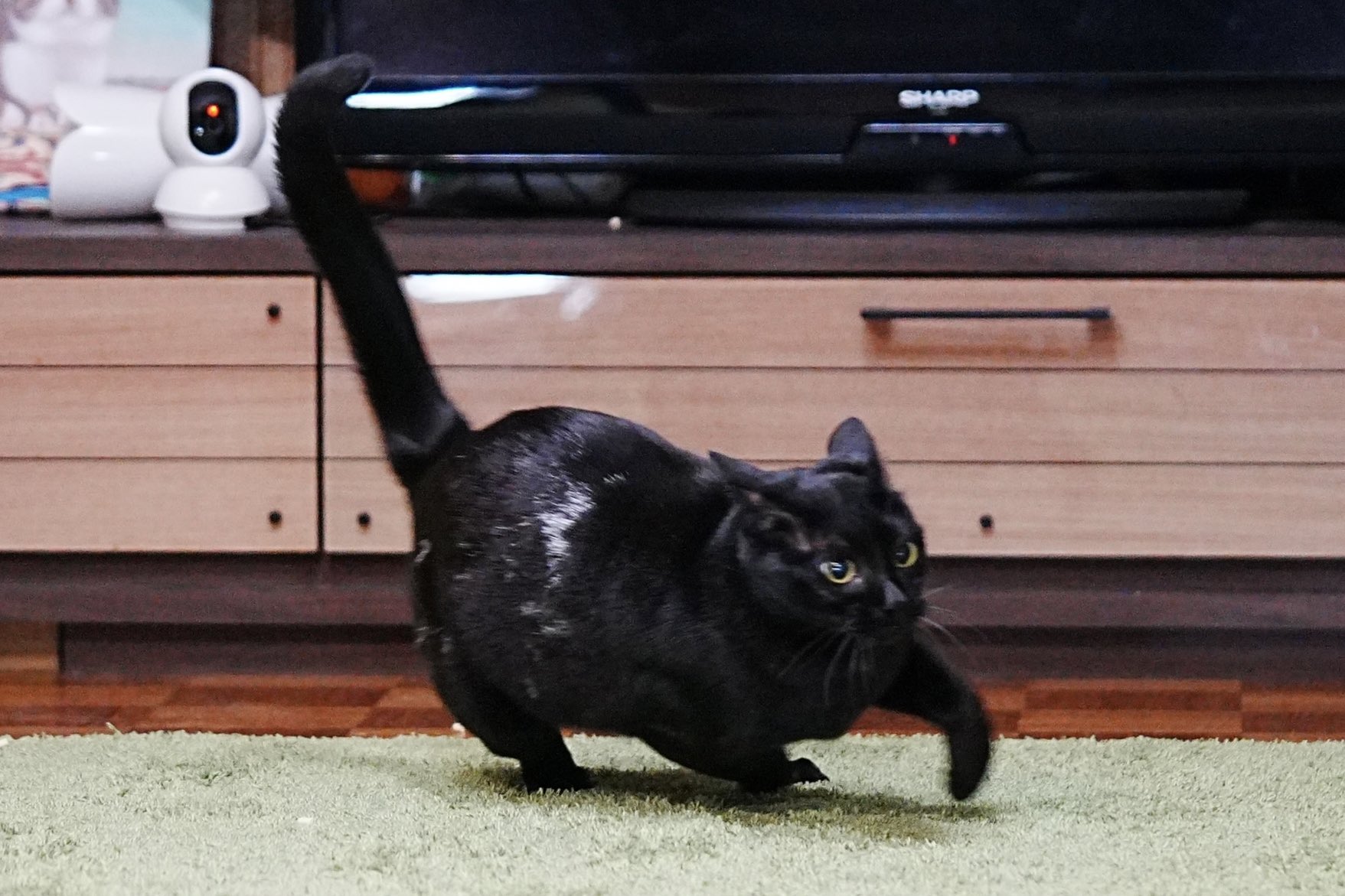 黒猫つくねちゃん太しっぽ على X: 