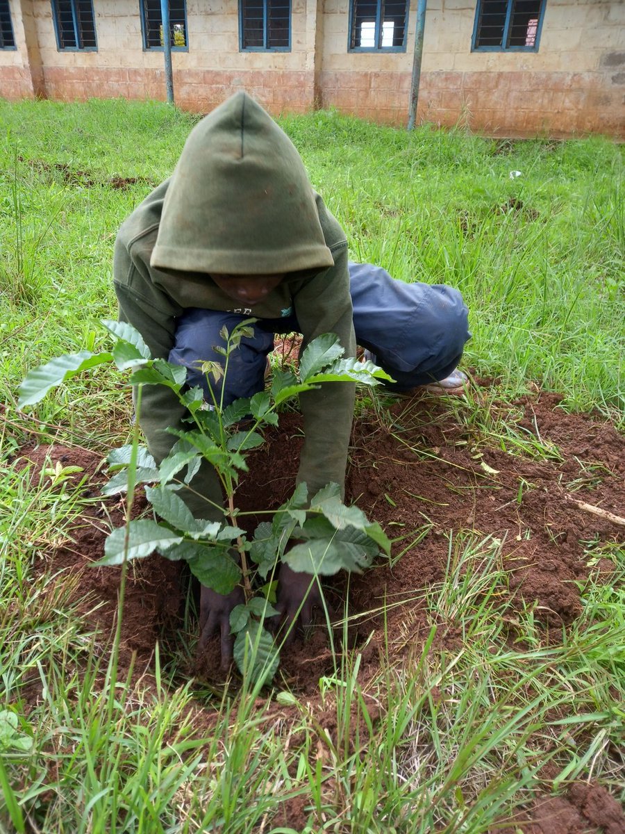 JohnMacharia202's tweet photo. As COP27 discussion on climate change dwindles, young people have taken practical initiative of planting  &amp; nurturing trees, as their contribution toward climate change mitigation measures. @RescopeProgramm @HakiNawiri @kipsingar @KarenNekesa @scope_kenya_ @ClimateFunds @ISFAAKE https://t.co/0S8aZj42xU