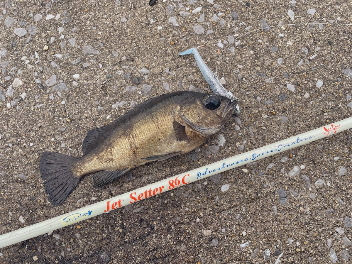 KzkkGROMER's tweet photo. やっと有明ターポン以外の魚が釣れたわい！
楽しかった！！
#冒険用品
#ツララ
#jetsetter86c https://t.co/dr6dxp6b4r