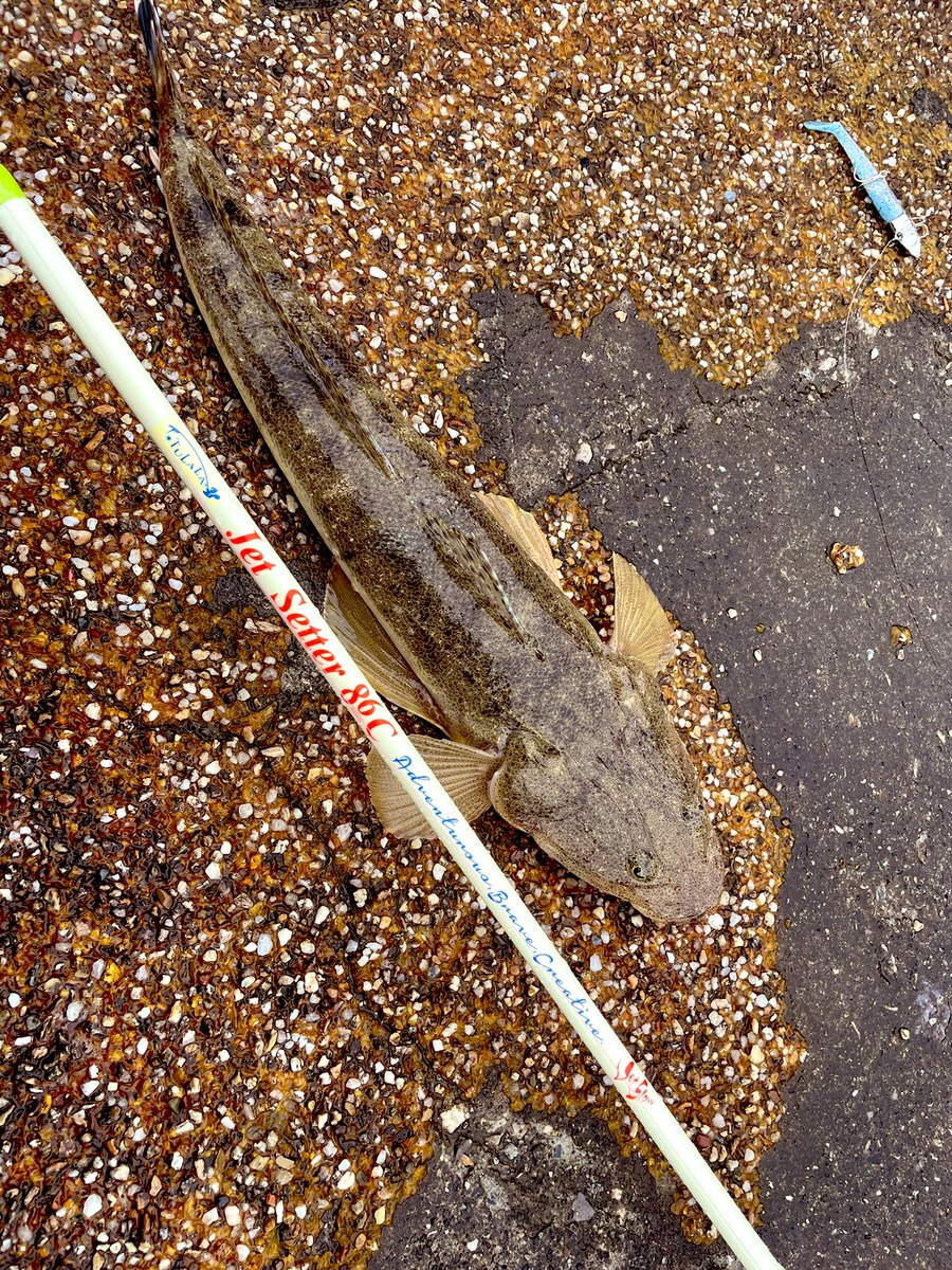 KzkkGROMER's tweet photo. やっと有明ターポン以外の魚が釣れたわい！
楽しかった！！
#冒険用品
#ツララ
#jetsetter86c https://t.co/dr6dxp6b4r
