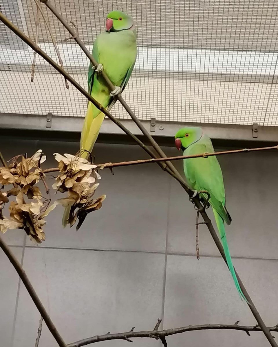 AndreStadler4's tweet photo. Der Alpenzoo hat seine ersten Papageien 🦜 🤗
https://t.co/1r8PG6PIcA
#alpenzoo_innsbruck #halsbandsittich #voliere #neozoen #neu #zoo #tiere #innsbruck #denkmal #vögel #papageien #alpenzoo #tirol https://t.co/ZUfJyqJyGC