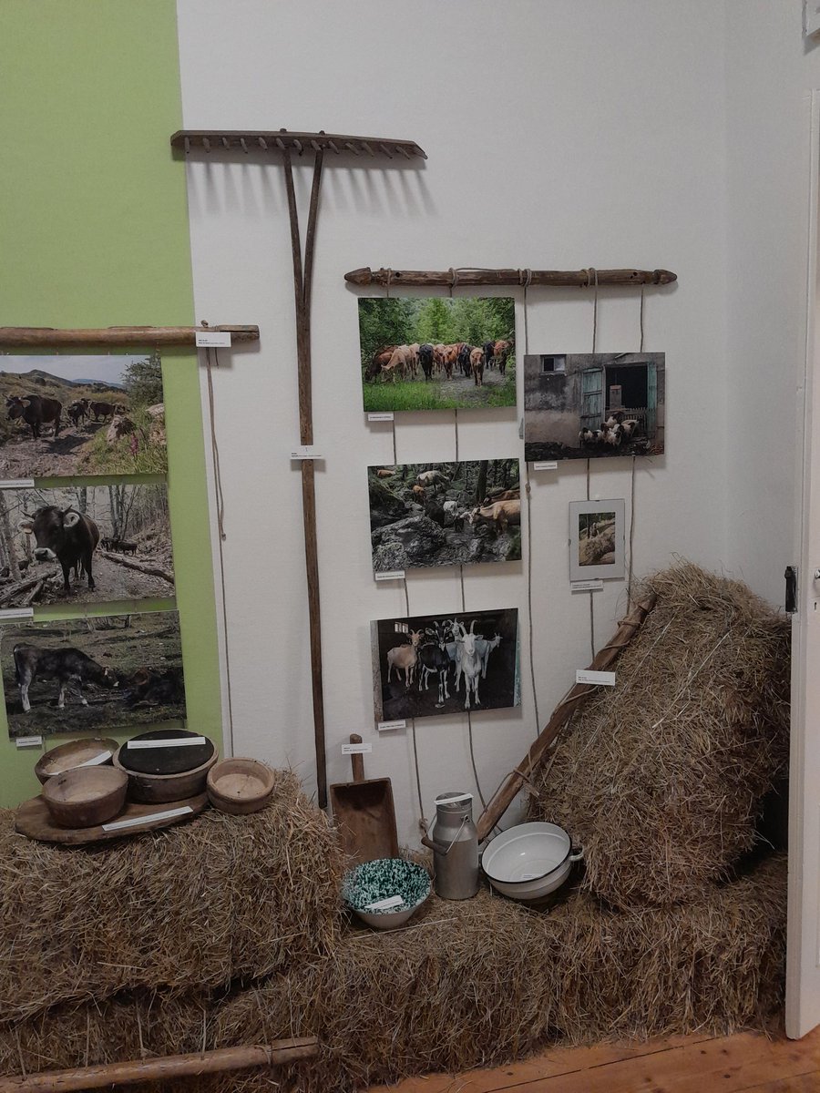 PARCO_AVETO's tweet photo. Inaugurata ieri in @ComunBorzonasca presso lo IAT @ValliParcoAveto la mostra sulla transumanza a breve raggio, fatta realizzare da #parcoaveto nell'ambito del progetto @pc_maritime #CambioVia e curata da Adele Repetto, con la collaborazione delle famiglie degli allevatori locali https://t.co/VzaXJDyCDu