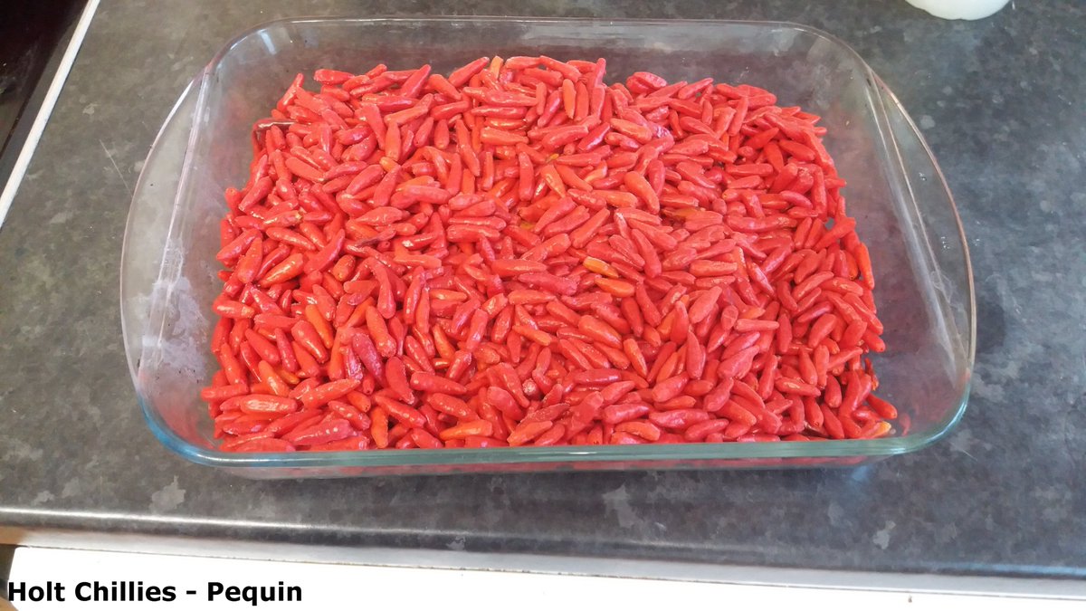ChilliesHolt's tweet photo. Finally got round to drying these little buggers out. That should keep us going for another year. Have a good Christmas everyone! :-) #Pequin #chillies https://t.co/8vS5yNkBGC