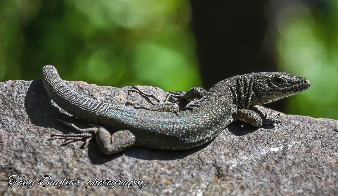 thehubzter's tweet photo. Wall lizard Madeira
Z7ii
UK #500pxrtg #ThePhotoHour #dailyphoto #PintoFotografia #photography #fotorshot #Viaastockaday #art #photooftheday #photographer #portraitphotography #macro #walllizard https://t.co/REDFSUlH0X