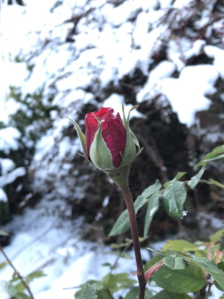 Snow Roses #snow #GardenersWorld #garden