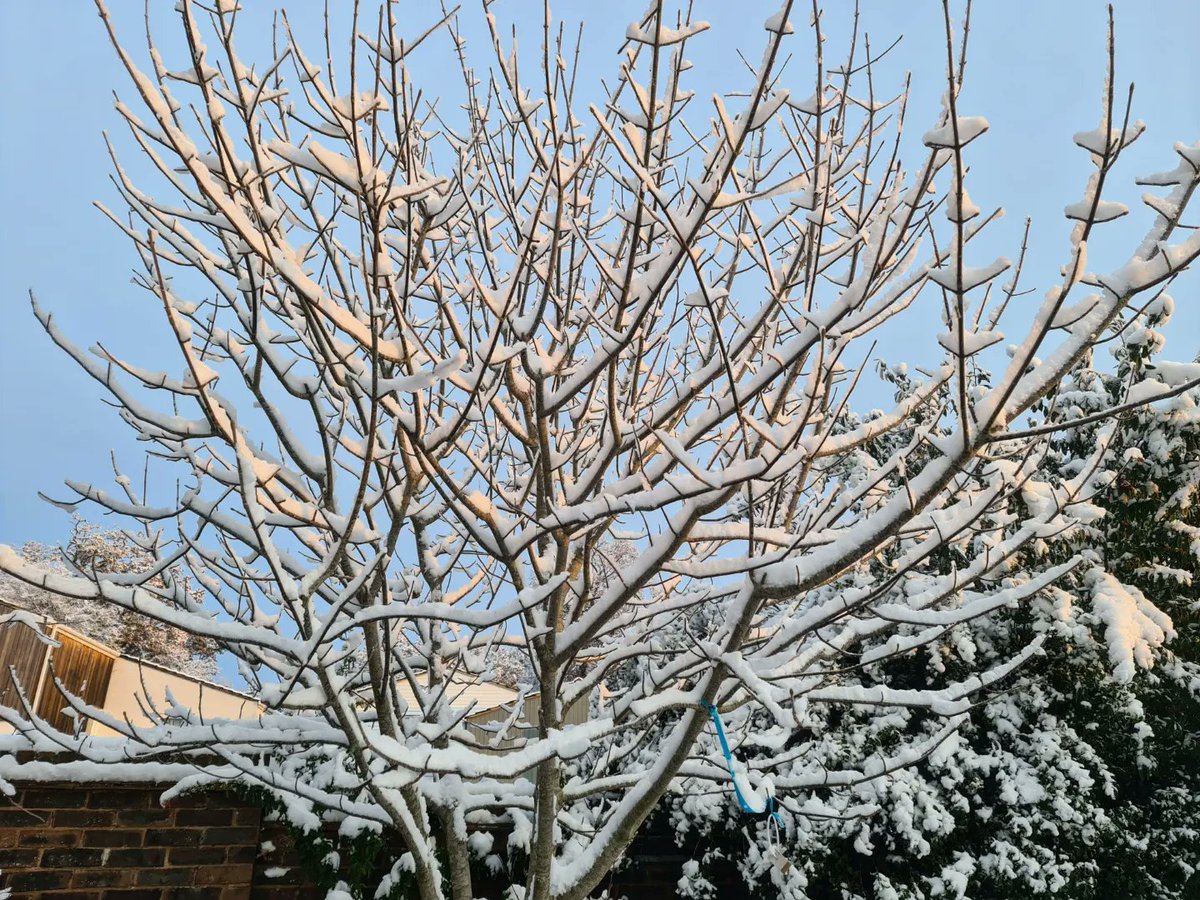 Some pics from during the week. #snow #week #snowfall #snowflakes #snowfun #snowwhite #snowdog #snowy #snowland #snowsnowsnow #snowflake #frozenrose #freezing #verypretty