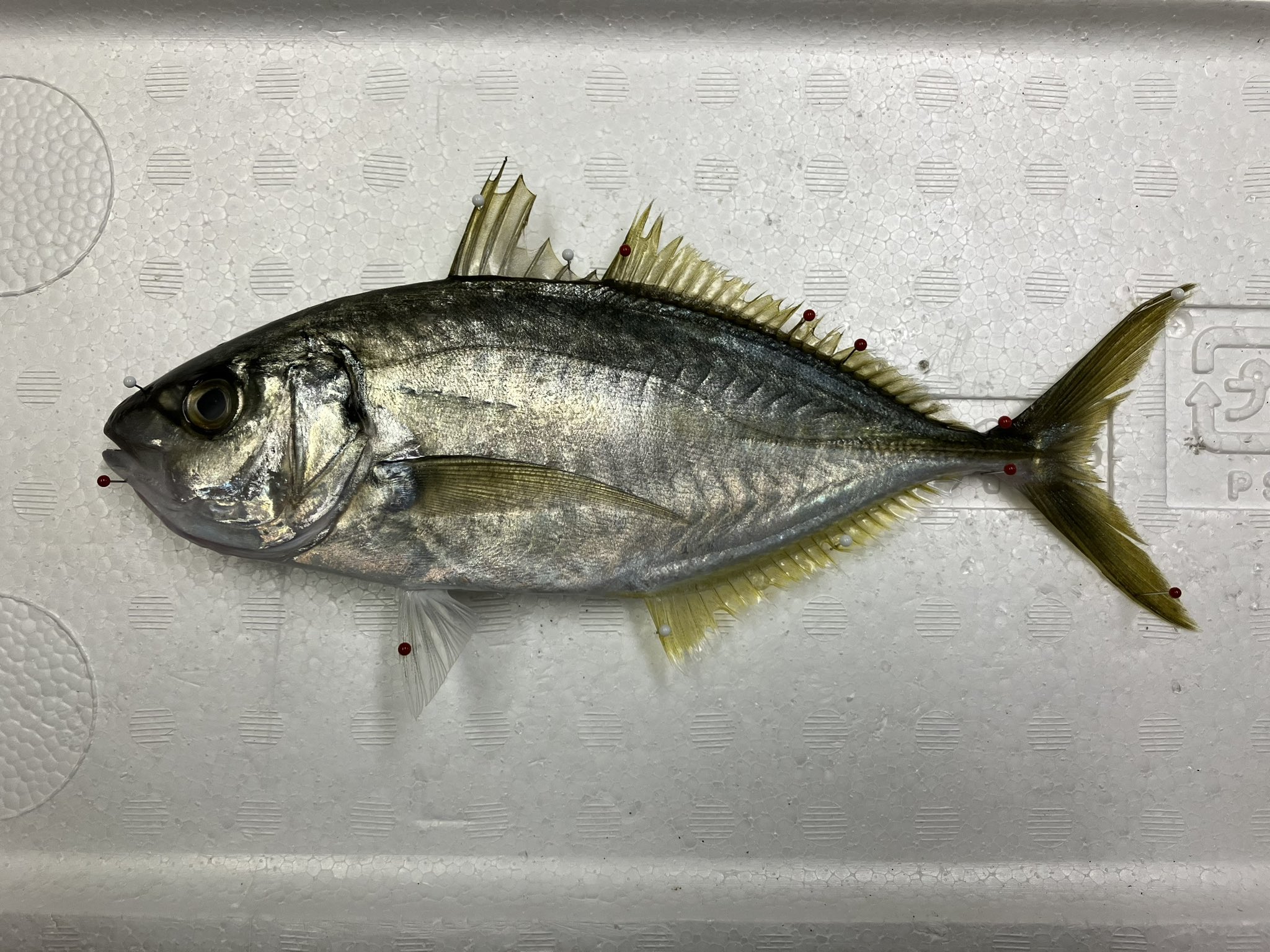 うまづらはぎ シマアジの幼魚 T Co Dnbkixlovn Twitter