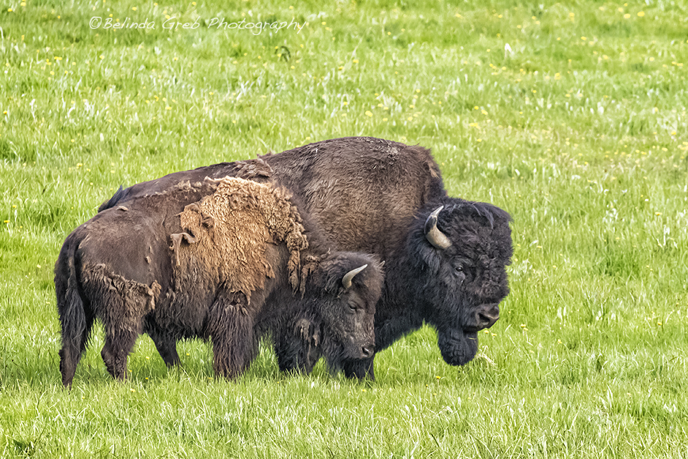 BelindaGreb's tweet image. Cows run away from the storm while the buffalo charges toward it - and gets through it quicker. Whenever I’m confronted with a tough challenge, I do not prolong the torment, I become the buffalo. Wilma Mankiller
Bison Pair by Belinda Greb
belinda-greb.pixels.com/featured/bison…
#photography