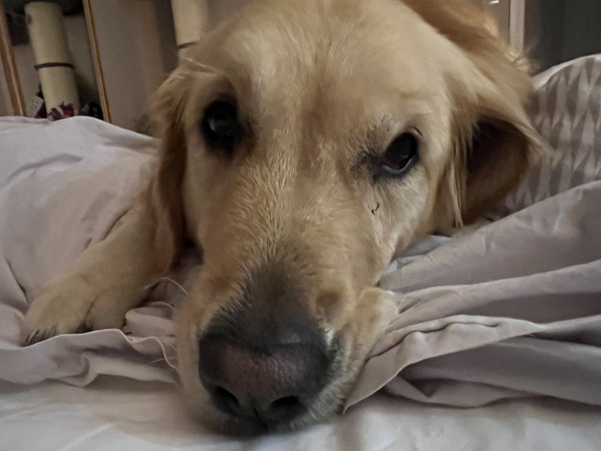 Oh dear.
Should be rushing somewhere but when you're given the guilts....