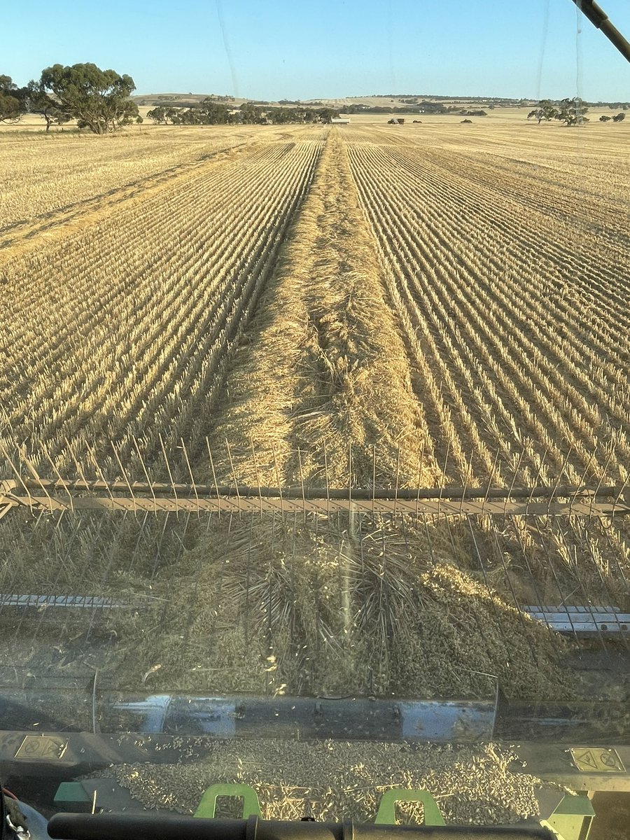 Very impressed with the new Archer imi tolerant oats yielding up to 6.5t ha. Tomorrow is the kingbale will be interesting to see what the yield difference is