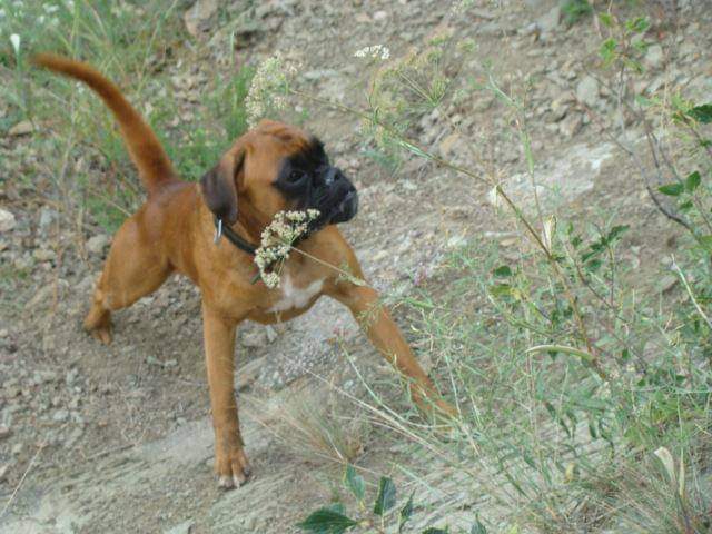 BoxersDog's tweet image. 