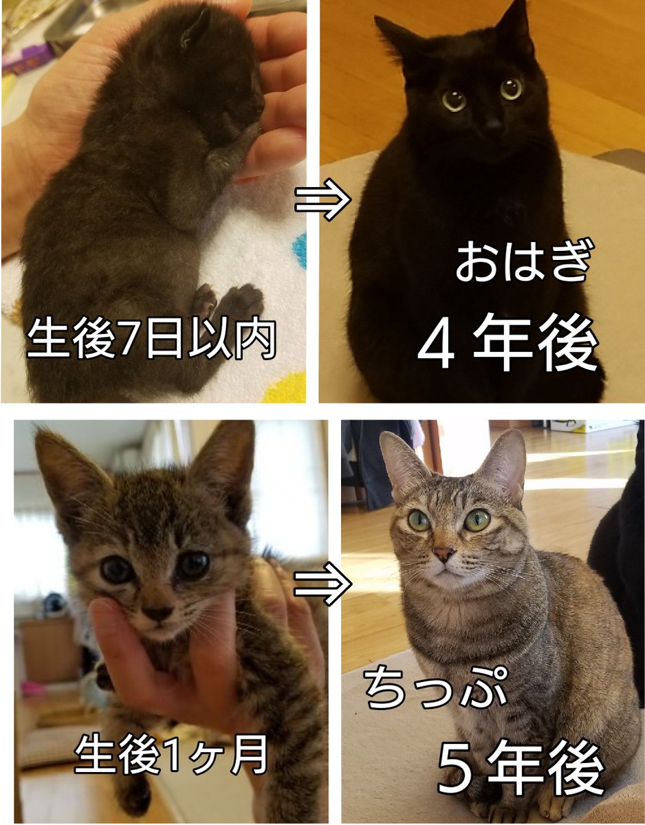 nekosui_lv99's tweet photo. 《わが家の猫紹介》
おはぎ(黒猫)メス
2018年5月。産まれてすぐ育児放棄され保健所行き寸前にわが家に来る

チップ(キジトラサビ)メス
2017年7月。ガリガリの極限に餓えた状態で保護。その為食に貪欲

チャタ(茶トラ)メス
2000年？。Xmasに病気のノラ母猫が我が家に託し亡くなる。今年で推定22~23歳。 https://t.co/HoqcSM4XdD