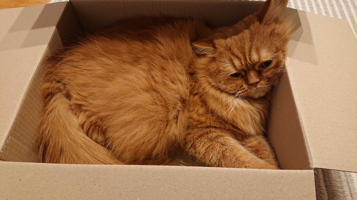 hn3130's tweet photo. NASDAQが下がっててうちのニャスダックも落ち込んでます🐱
#猫のいる暮らし https://t.co/sSoFH3hThr