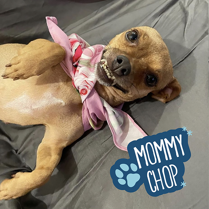 Niagara Water (@niagara_water) on Twitter photo āAs a #nomomleftbehind rescue that specializes in saving the most vulnerable dogs, we have a special place in our hearts for our mommy dogs. Mommy Chopās babies have all been adopted and now itās her turn to find a loving furever home!" - <a href="/labellefdn/">thelabellefoundation</a> #HappyHowlidays āAs a #nomomleftbehind rescue that specializes in saving the most vulnerable dogs, we have a special place in our hearts for our mommy dogs. Mommy Chopās babies have all been adopted and now itās her turn to find a loving furever home!" - <a href="/labellefdn/">thelabellefoundation</a> #HappyHowlidays