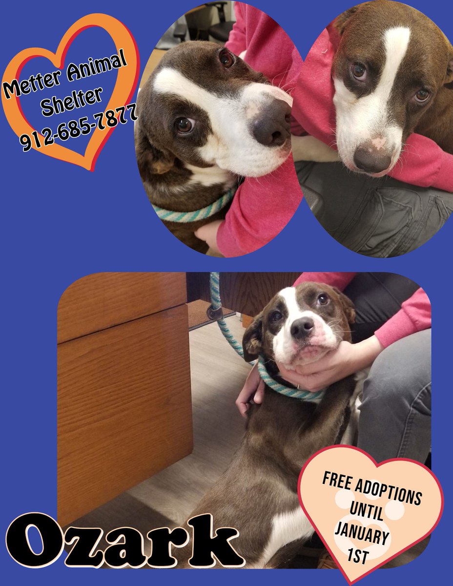 PawsHeartsHands's tweet photo. Ozark is a big baby and he is ready to meet his family.  Schedule a visit to #MeetOzark at #MetterAnimalShelter asap!  #AdoptDontShop #PAWS https://t.co/nERyCHw0Cn