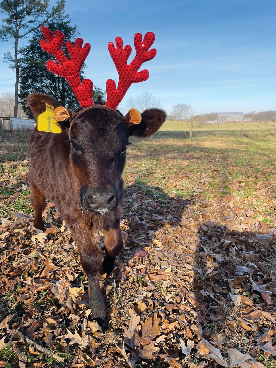 CATTLE BELLS. Bella, one of many cattle on the family farm, is ready for the holidays in Barren County. Photo by Lindsay Nunn, Cave City, a <a href="/FarmersRECC/">FarmersRECC</a> consumer-member. #snapshotsaturday