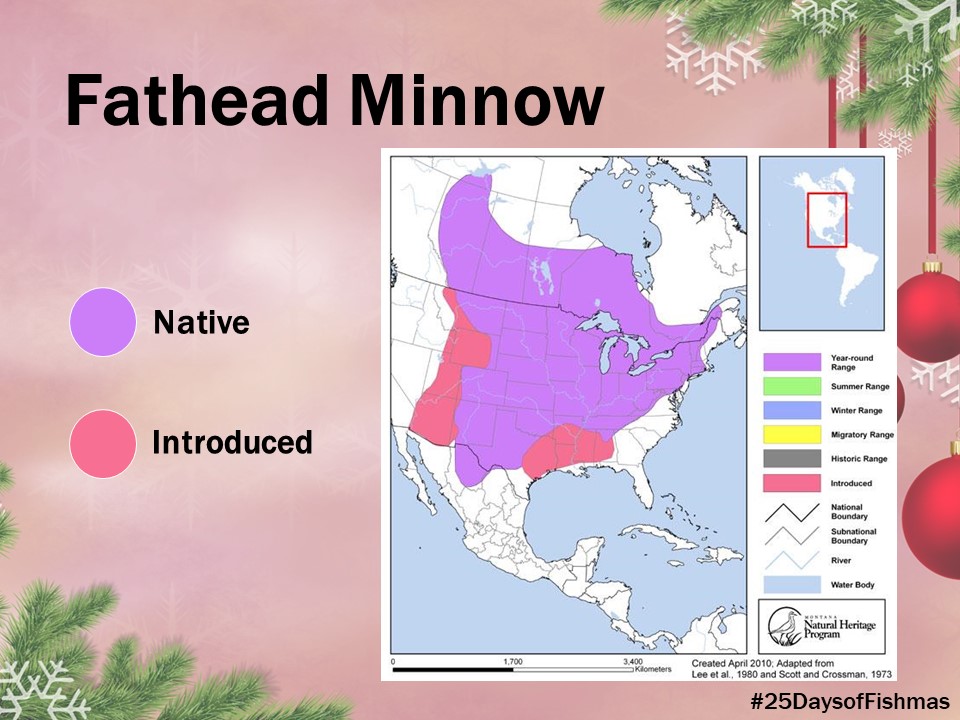 Katie O'Reilly on X: The fathead minnow's native range covers a broad  swath of North America from Canada south to Mexico, but because it's been  widely introduced as a bait and aquarium