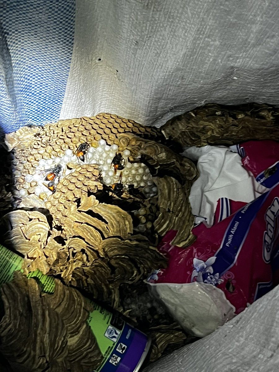 ivanfarezaa's tweet photo. Hatur nuhun pisan @diskarpbbdg sudah bantu evakuasi sarang tawon vespanya. Respon dan penanganannya mantap 🙏🏻 https://t.co/uALBpnwQ8w