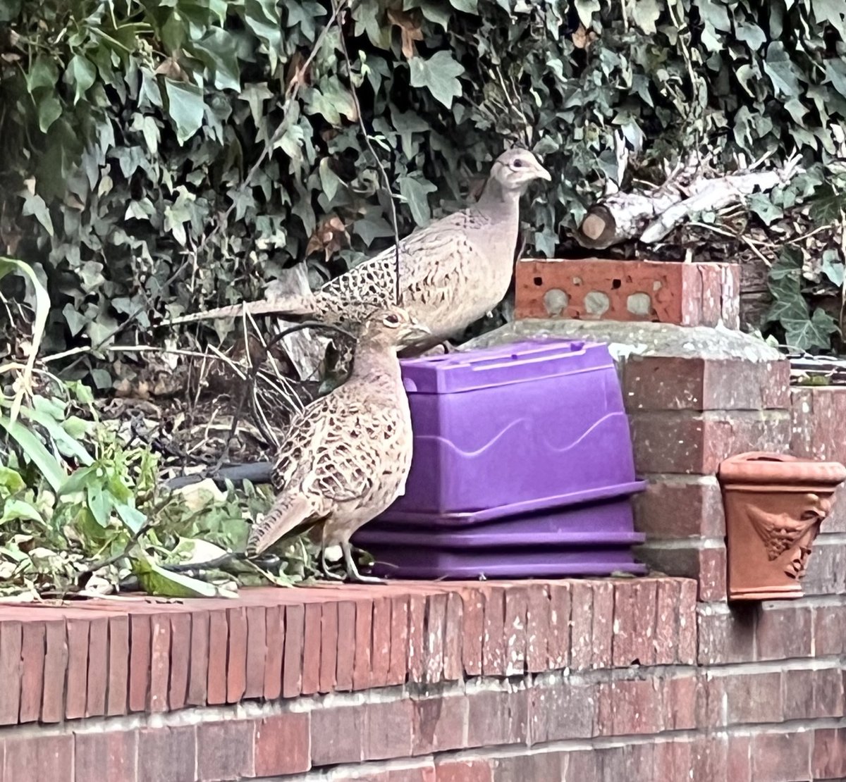 Paul Lomax tweet media