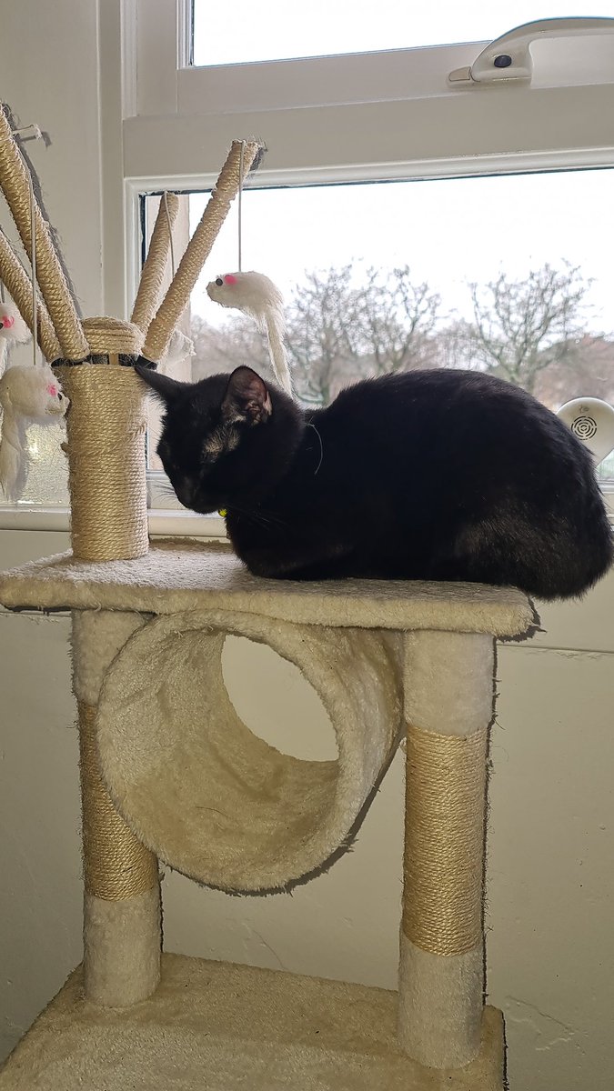 kenyahoyland's tweet photo. @GrannieLetitgo #HappyCaturday #RightOrLeft #NotMovingToday #CatsOnTwitter #blackcatsforvernon https://t.co/g4VrzpOTXV