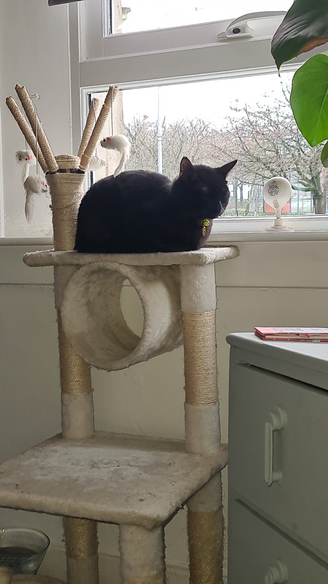 kenyahoyland's tweet photo. @GrannieLetitgo #HappyCaturday #RightOrLeft #NotMovingToday #CatsOnTwitter #blackcatsforvernon https://t.co/g4VrzpOTXV