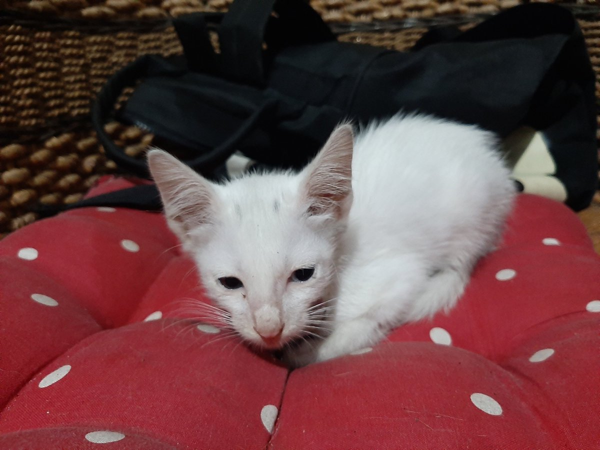 IinYanuarti's tweet photo. @kochengfs Mirip snowy https://t.co/jWTLklbnlI