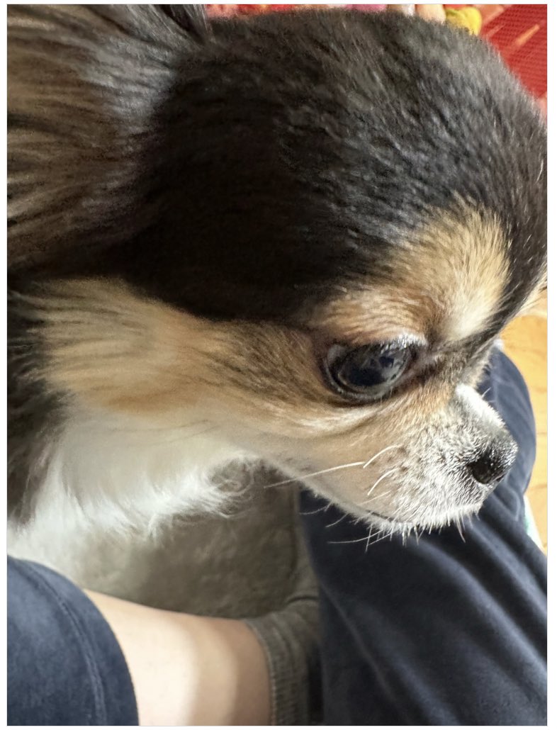 SEUNGM1NE's tweet photo. OP showed their puppy (same breed as kkami) so hyunjin was like “please be friend with kkamiㅠㅠ cutee” https://t.co/jDAUWJsXxe