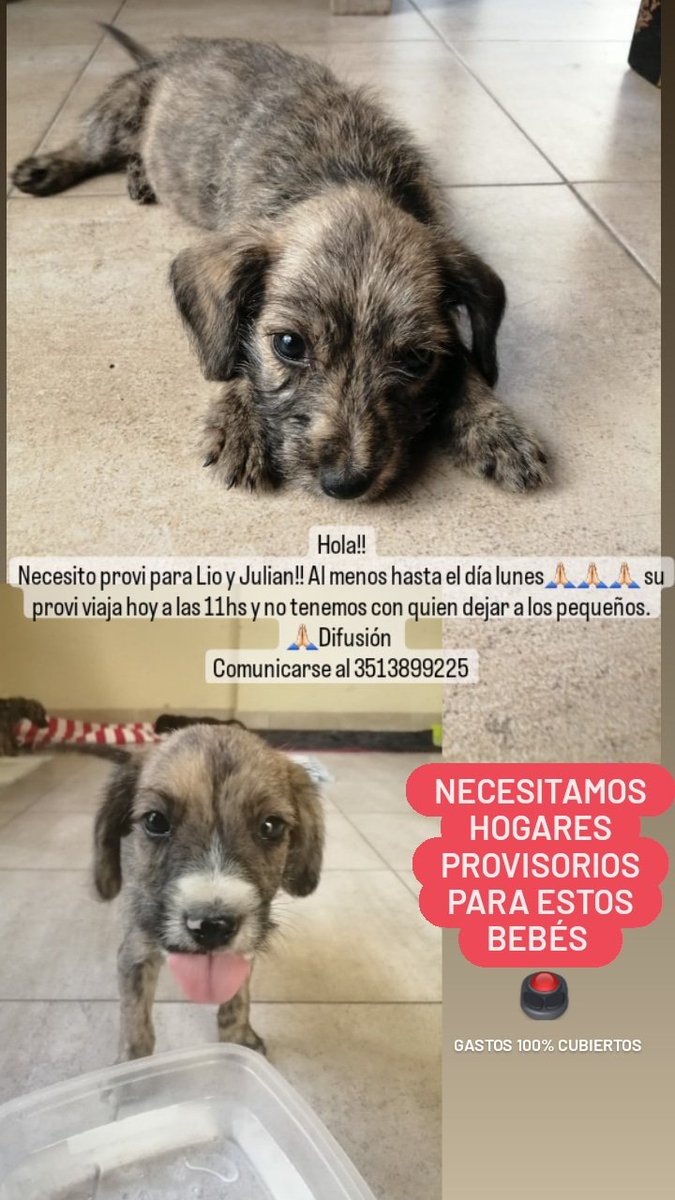 MÁXIMA DIFUSIÓN POR FAVOR 🙏🏻
Lio y Julián se quedan sin provisorio.
Son 2 pequeñitos de 45 días que abandonaron en la calle.
Por favor si podes tenerlos aunque se hasta el lunes hablame!!
3513899225 Mar