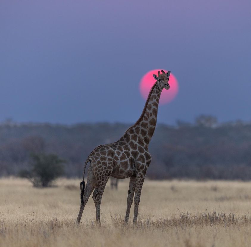 #Kenyan #sunsets just feel a bit different.
Something so special about amazing red orb setting on the wild
#Mara plains
 #Kenyaunforgettable #magicalsunset
#GoodEvening #thesunset
We will make sure you get the satisfying views🥰
africasafaritours.net
whatsapp:+256702571234