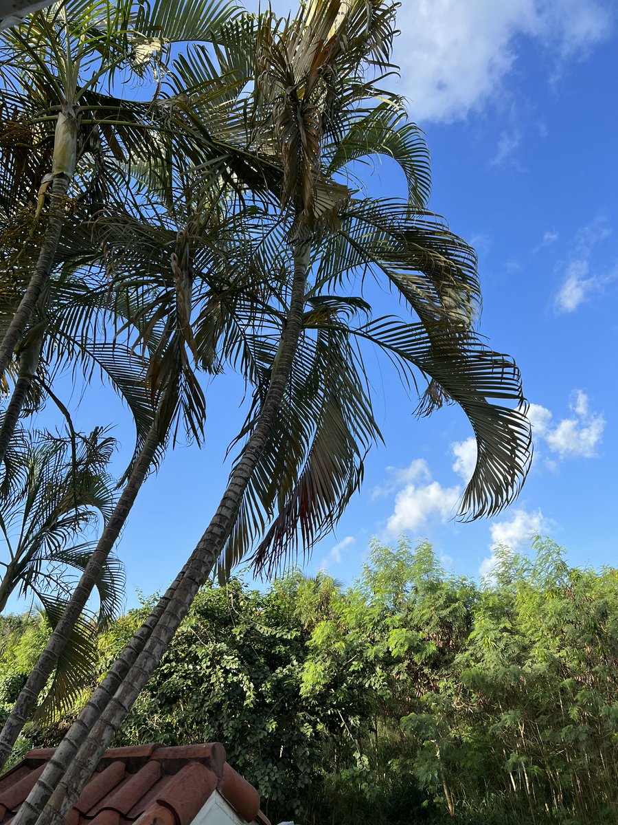 JaneVentureC's tweet photo. Beautiful Barbados 🌴🍹☀️ https://t.co/iGoIQmMfjq