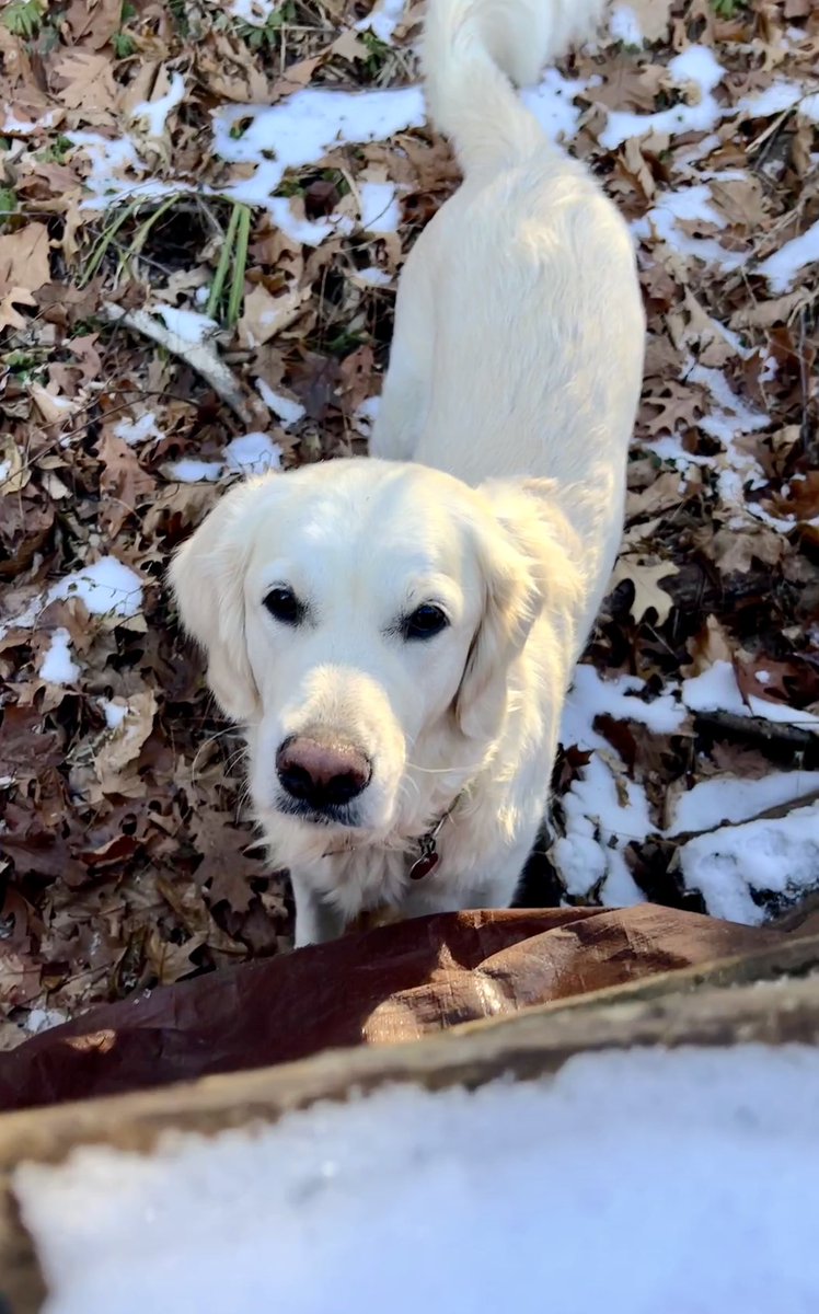 Layla the Dog tweet media