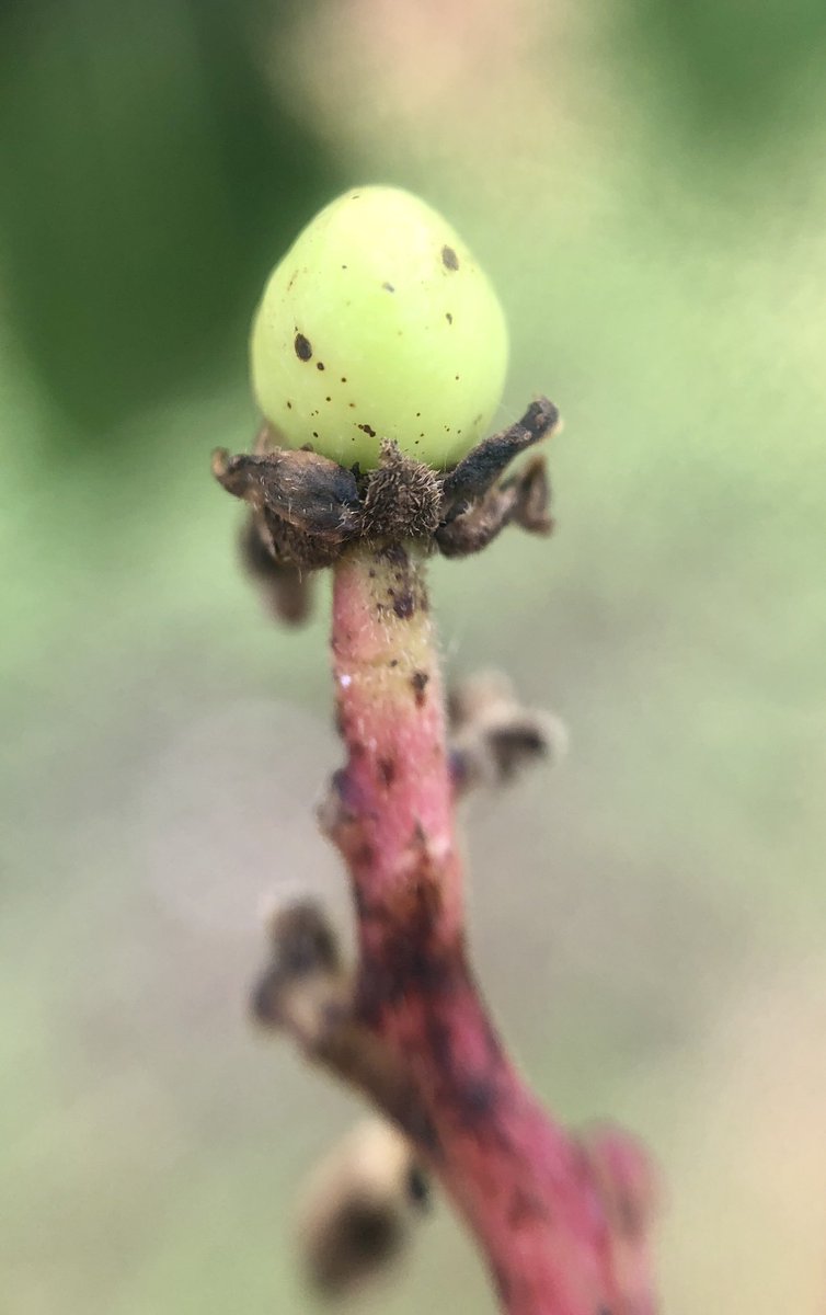 Tropical Plant Clinic & Research Lab (@clinicplant) on Twitter photo Baby #mango fruit already showing anthracnose symptoms. This fungal disease, caused by several spp. of #Colletotrichum can cause significant losses to #organic and conventional growers. Management should start before fruit set, at panicle emergence 🥭 <a href="/LedersonGanan/">Lederson Gañán-Betancur</a> <a href="/sarkhosh22/">Ali Sarkhosh</a> Baby #mango fruit already showing anthracnose symptoms. This fungal disease, caused by several spp. of #Colletotrichum can cause significant losses to #organic and conventional growers. Management should start before fruit set, at panicle emergence 🥭 <a href="/LedersonGanan/">Lederson Gañán-Betancur</a> <a href="/sarkhosh22/">Ali Sarkhosh</a>