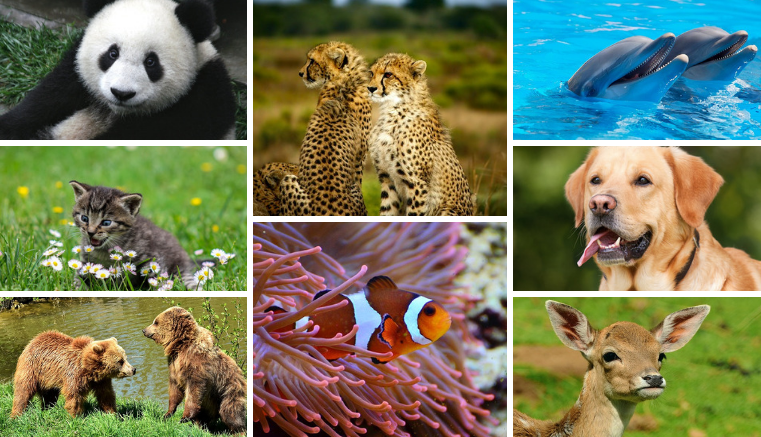 EsGenerales's tweet photo. Día Mundial de los Animales

Para valorar todas las especies hoy 4 de octubre se celebra el Día Mundial de los Animales......

#animalesenextinción #curiosidadesdelosanimales #DíaMundialdelosAnimales

https://t.co/WB7ebfjwxL https://t.co/dLPYTOwFqk