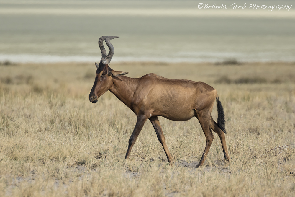 BelindaGreb's tweet image. The red hartebeest can run up to 55 mph and run in a zig zg pattern to elude predators! belinda-greb.pixels.com/featured/red-h…
#photography