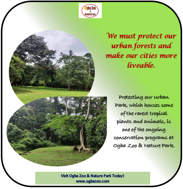 ZooOgba's tweet photo. Protecting our urban forests is critical for a sustainable future and our desire to limit global warming to 1.5 degrees! https://t.co/00B3p0Evhs