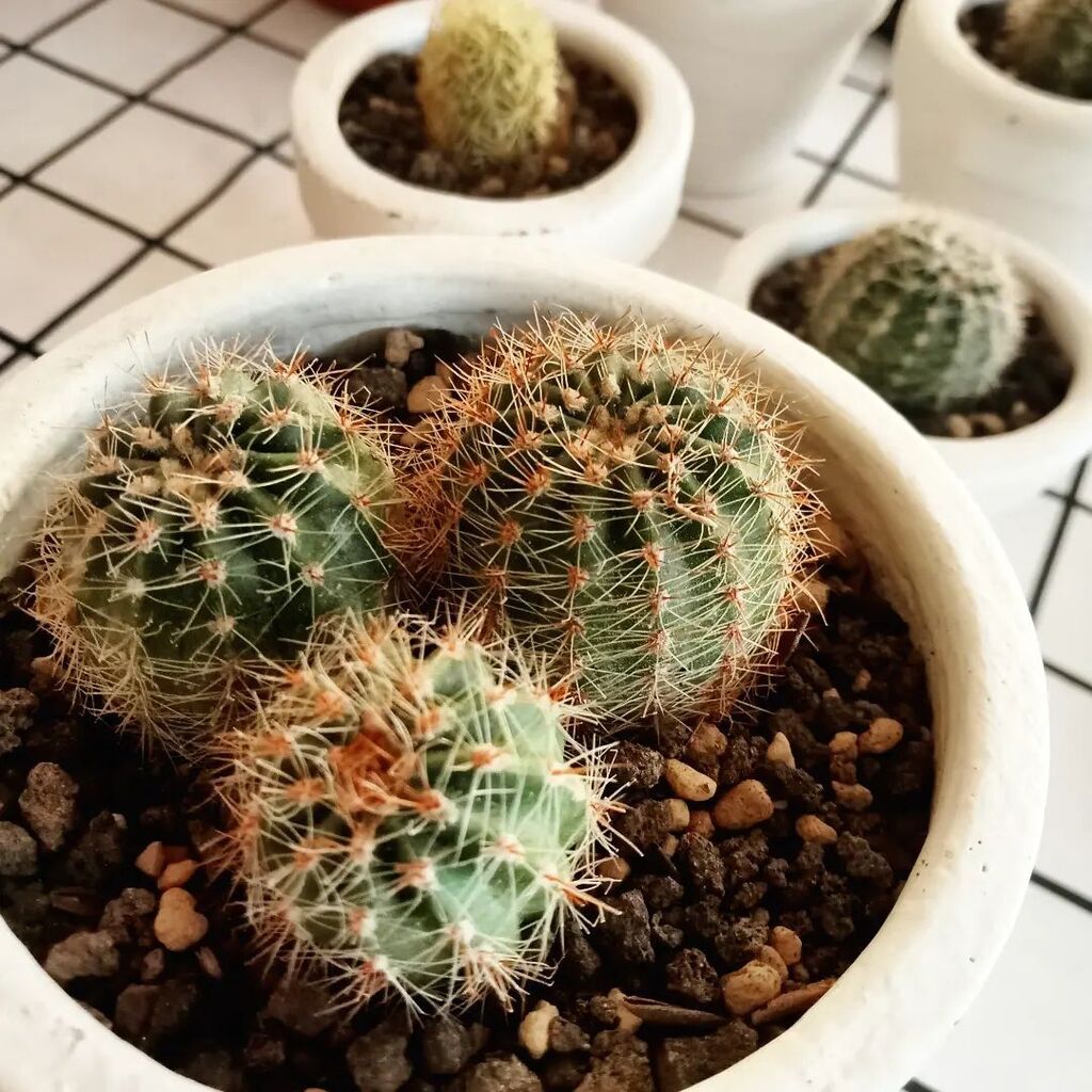 grinkana's tweet photo. 1.. 2.. 3 in 1.
#cactus #succulents #indoorplants https://t.co/5jsfLE67SU